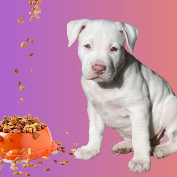 Best Food for Pitbull Puppy Essential Nutrition Guide SPARK PAWS