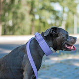 Lilac Collar